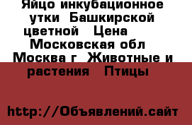 Яйцо инкубационное утки  Башкирской цветной › Цена ­ 30 - Московская обл., Москва г. Животные и растения » Птицы   